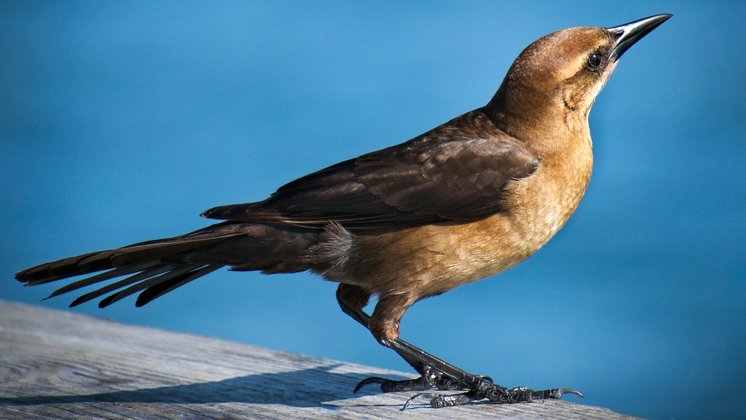 Female Great-tailed grackle