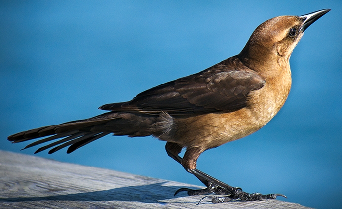 WABGreattailedGrackleFemale-P5.jpeg