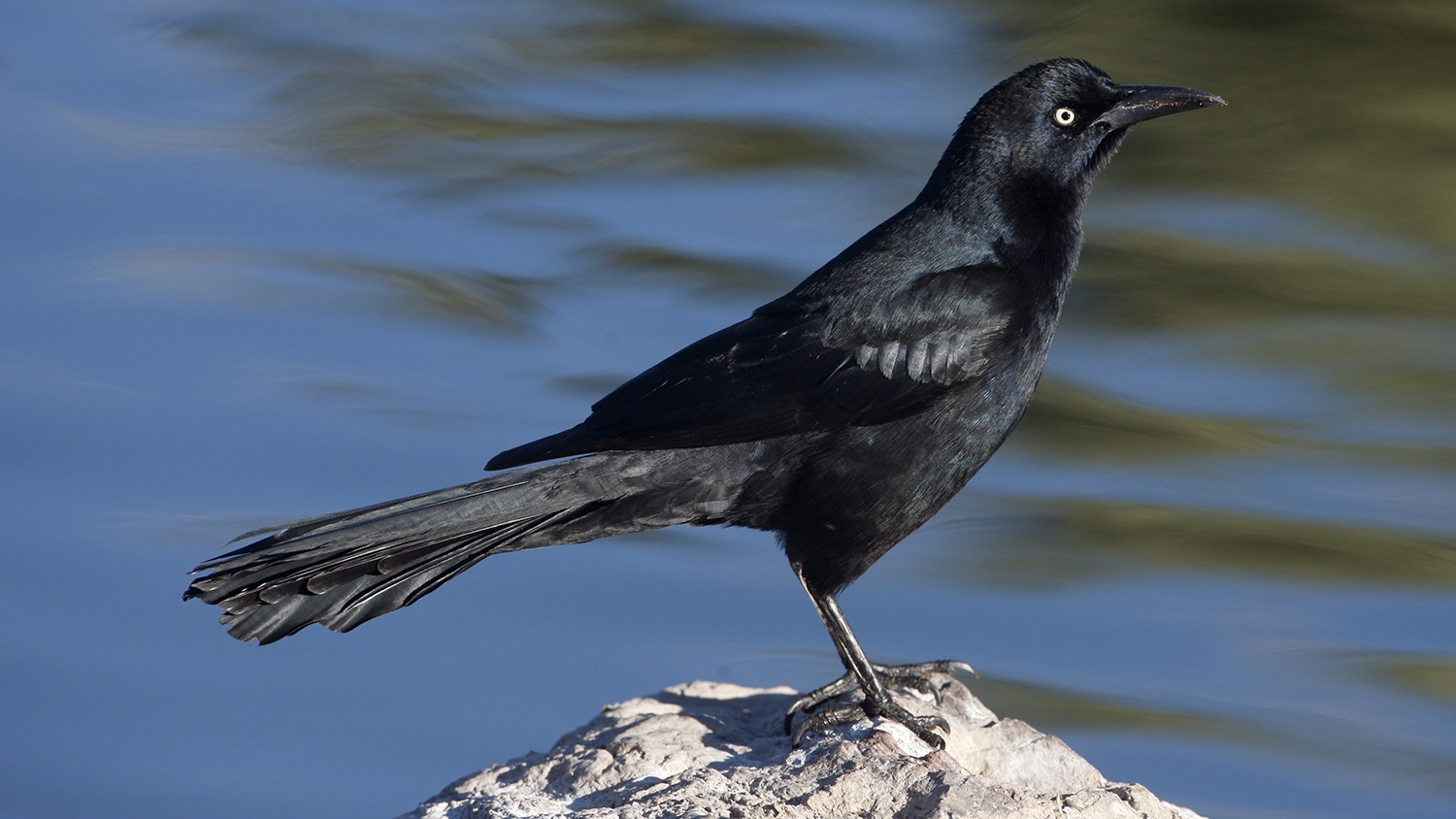 Great-tailed grackle male