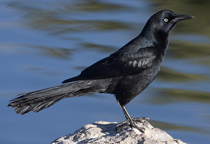 WABGreattailedGrackleMale-P5.jpeg