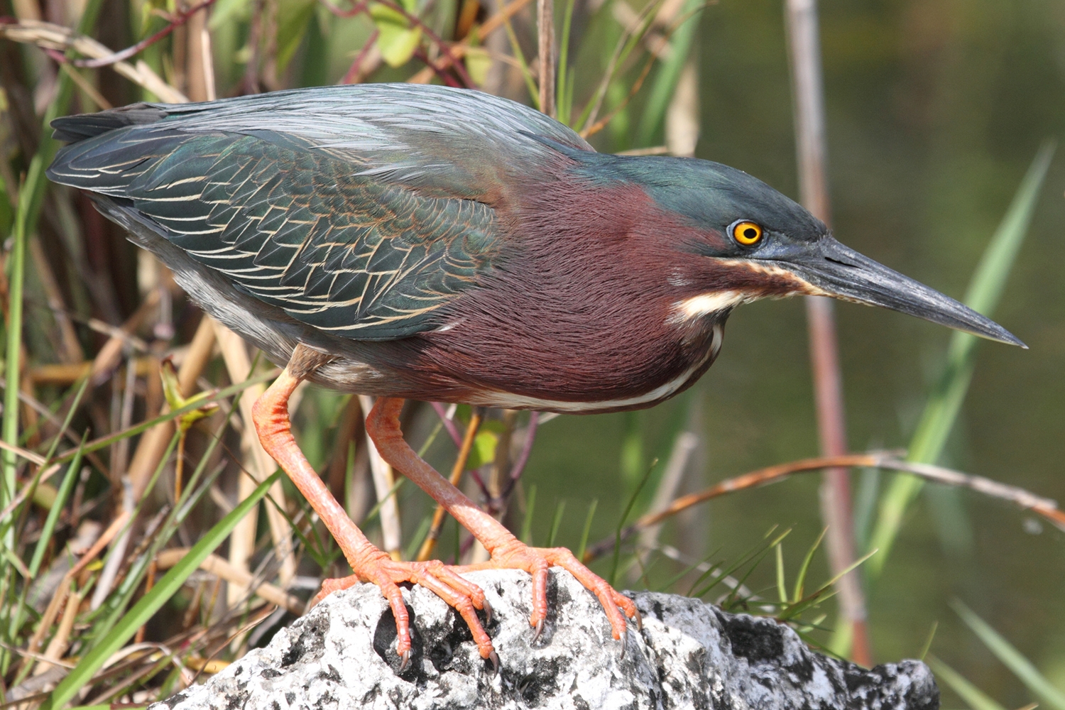 WABGreenHeron-P5.jpeg