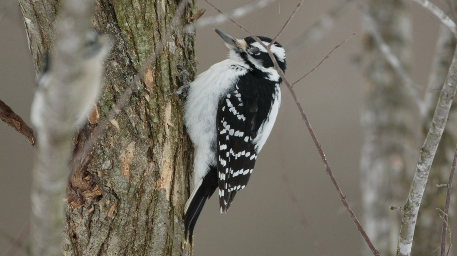 hairy woodpecker