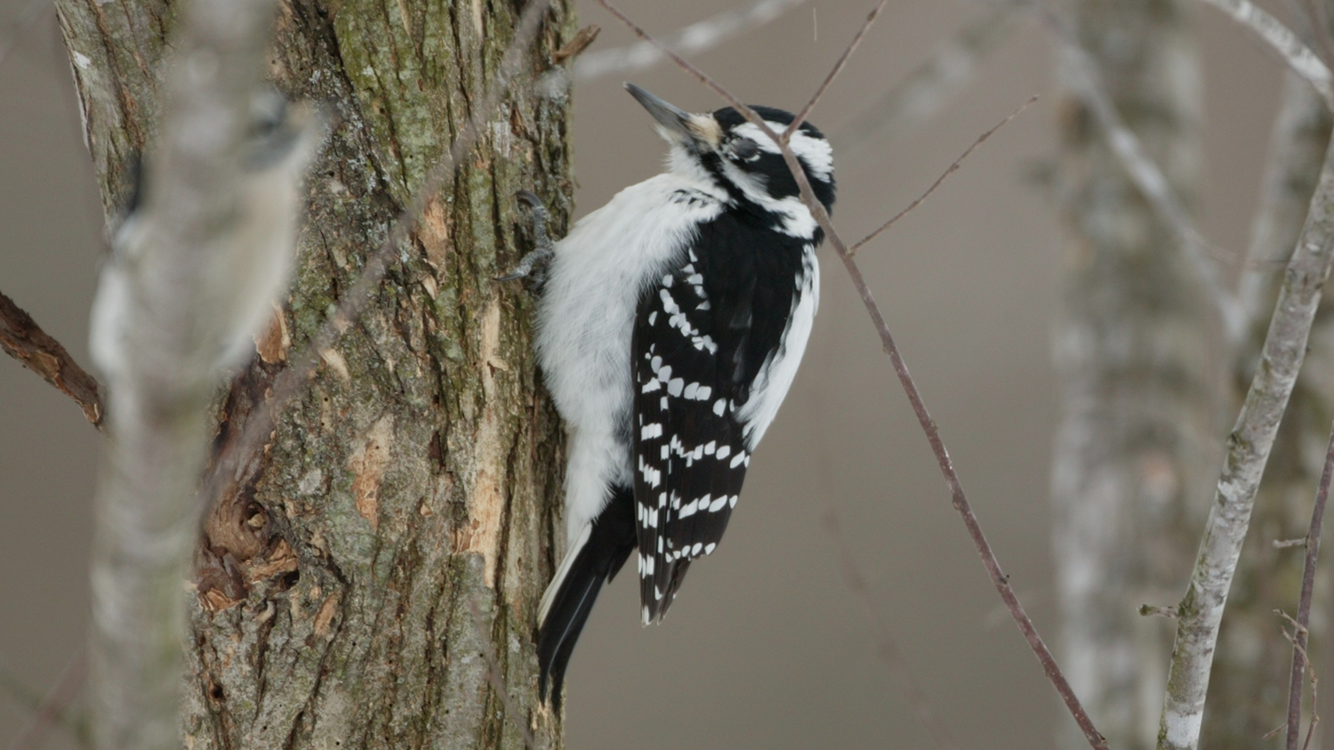 WABHairyWoodpecker.JPG