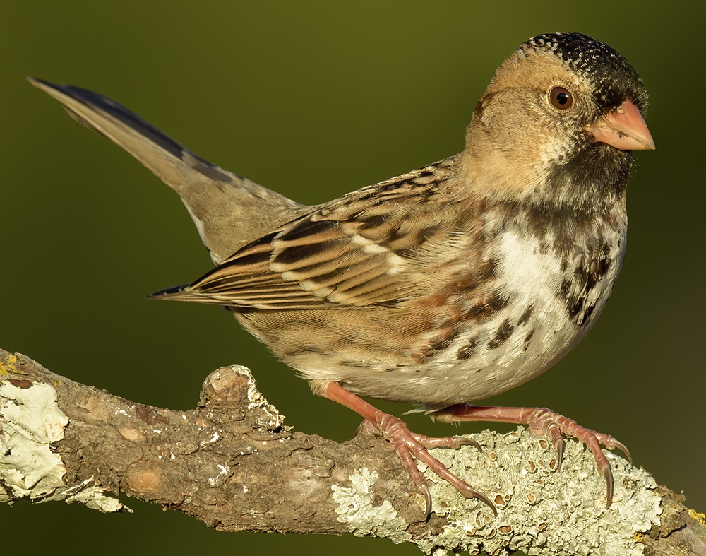 Harris's sparrow (Zonotrichia querula)