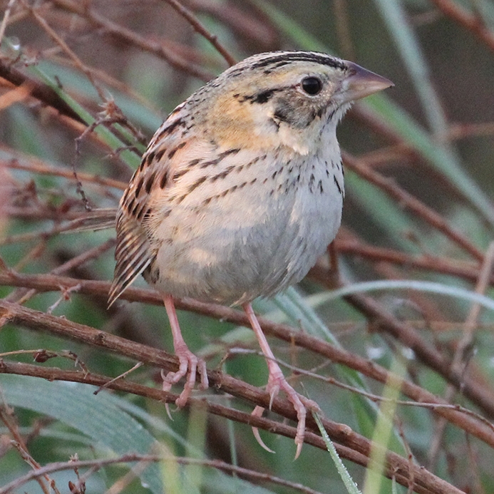 WABHenslowsSparrow-MO.jpg