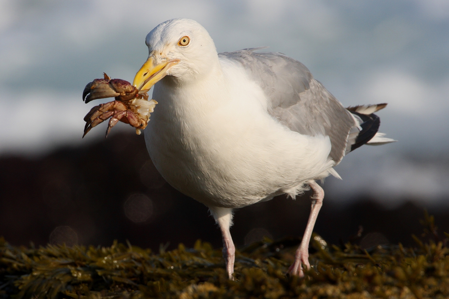herring gull