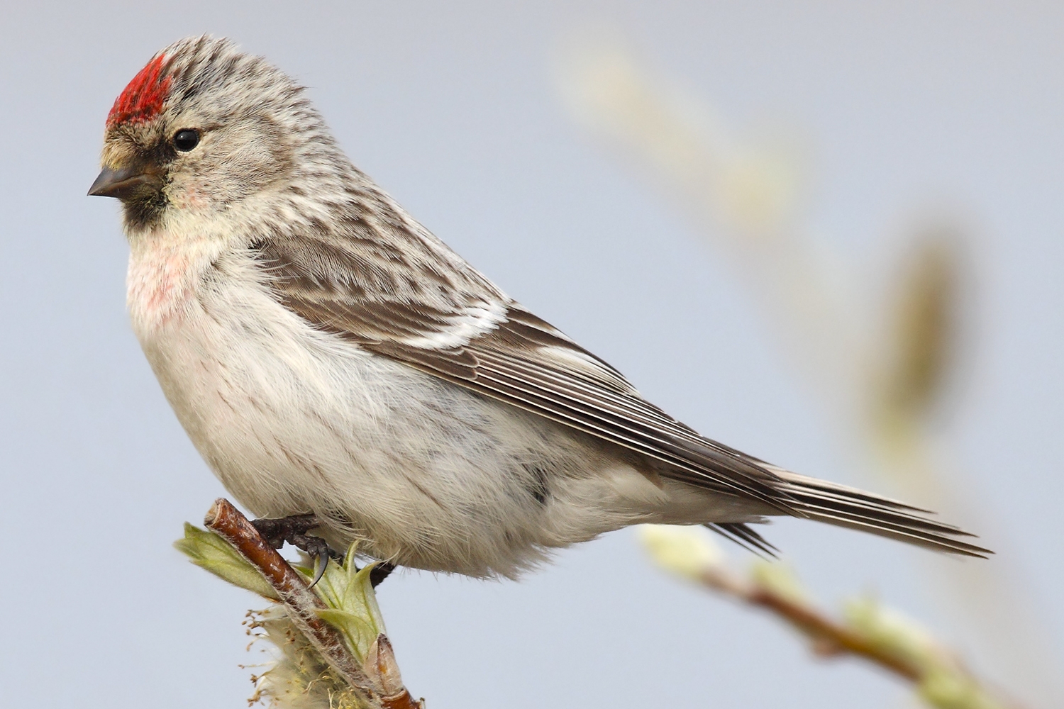 WABCommonRedpoll-BT.jpg