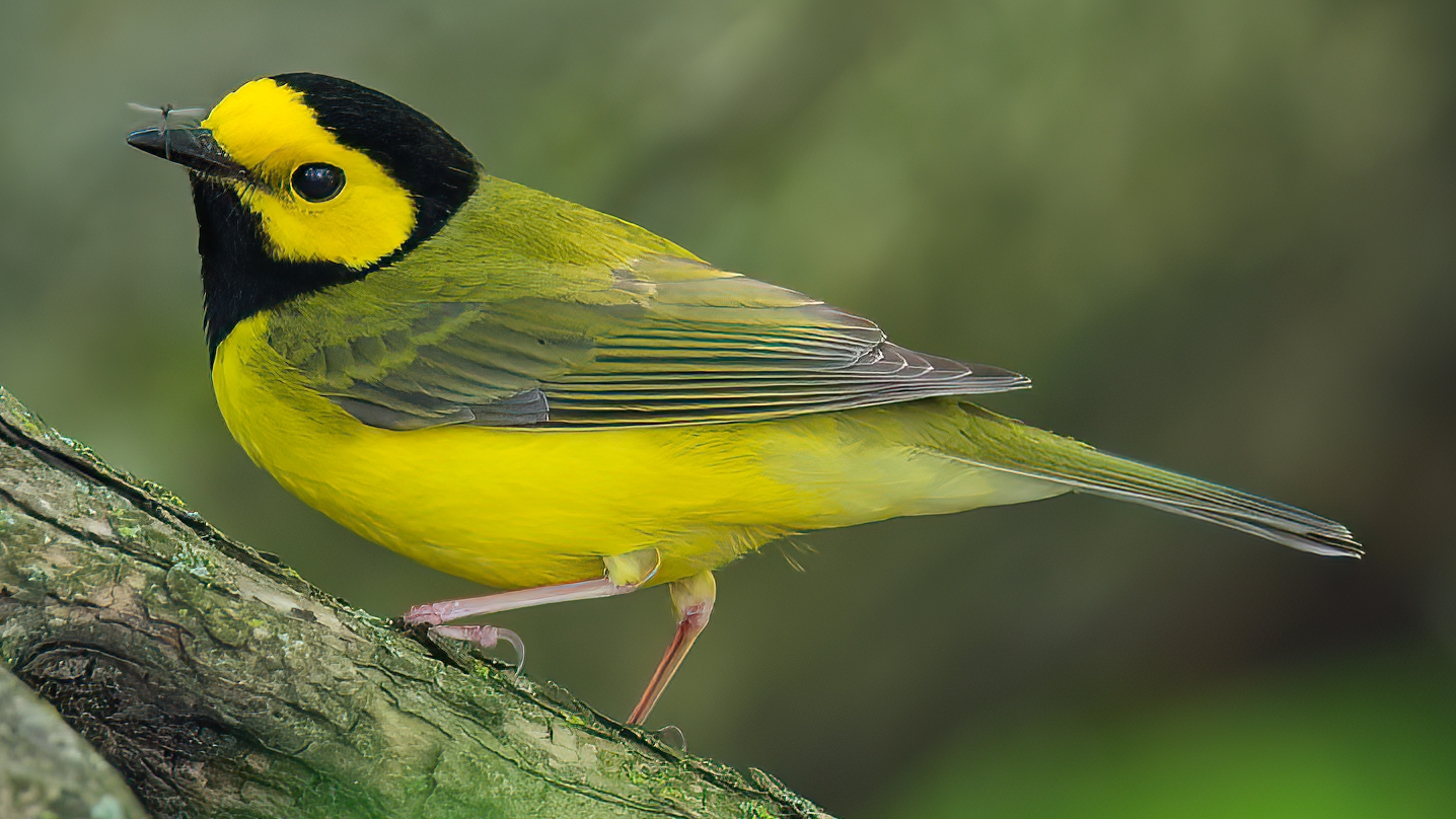 hooded warbler (Setophaga citrina) Image © Rob Curtis/The Early Birder