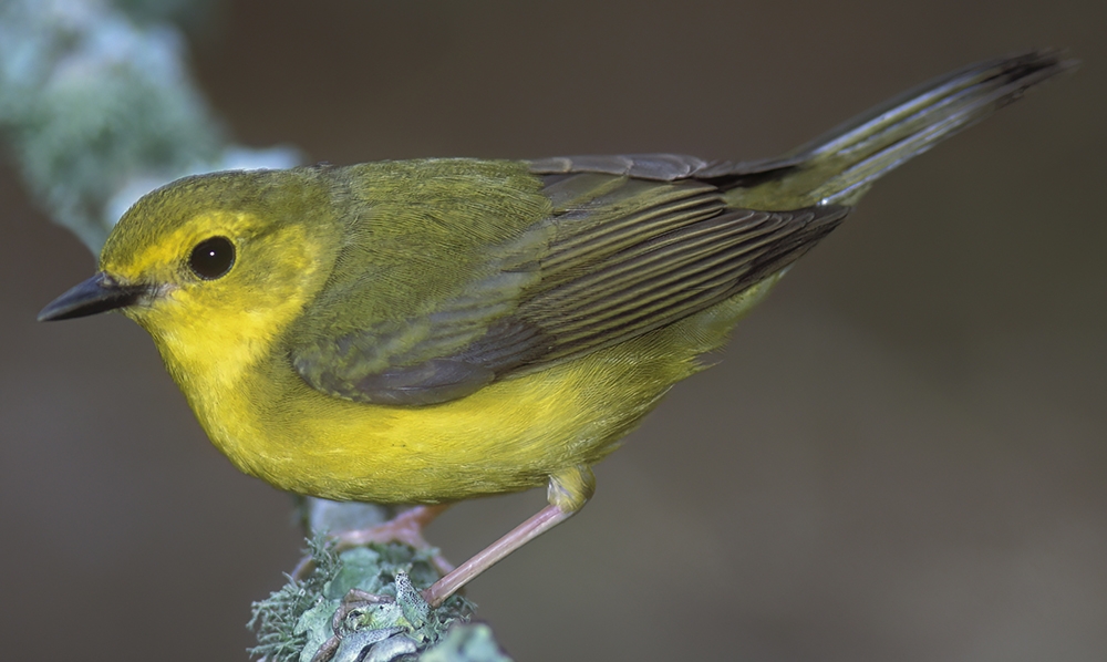 hooded warbler (Setophaga citrina) [female]