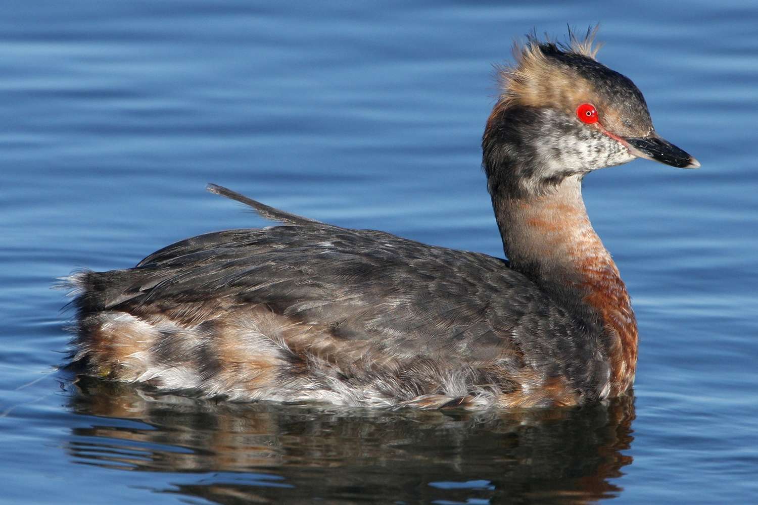 WABHornedGrebe-BT.jpg