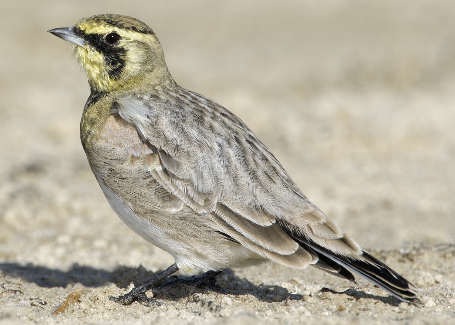 horned lark female on the ground