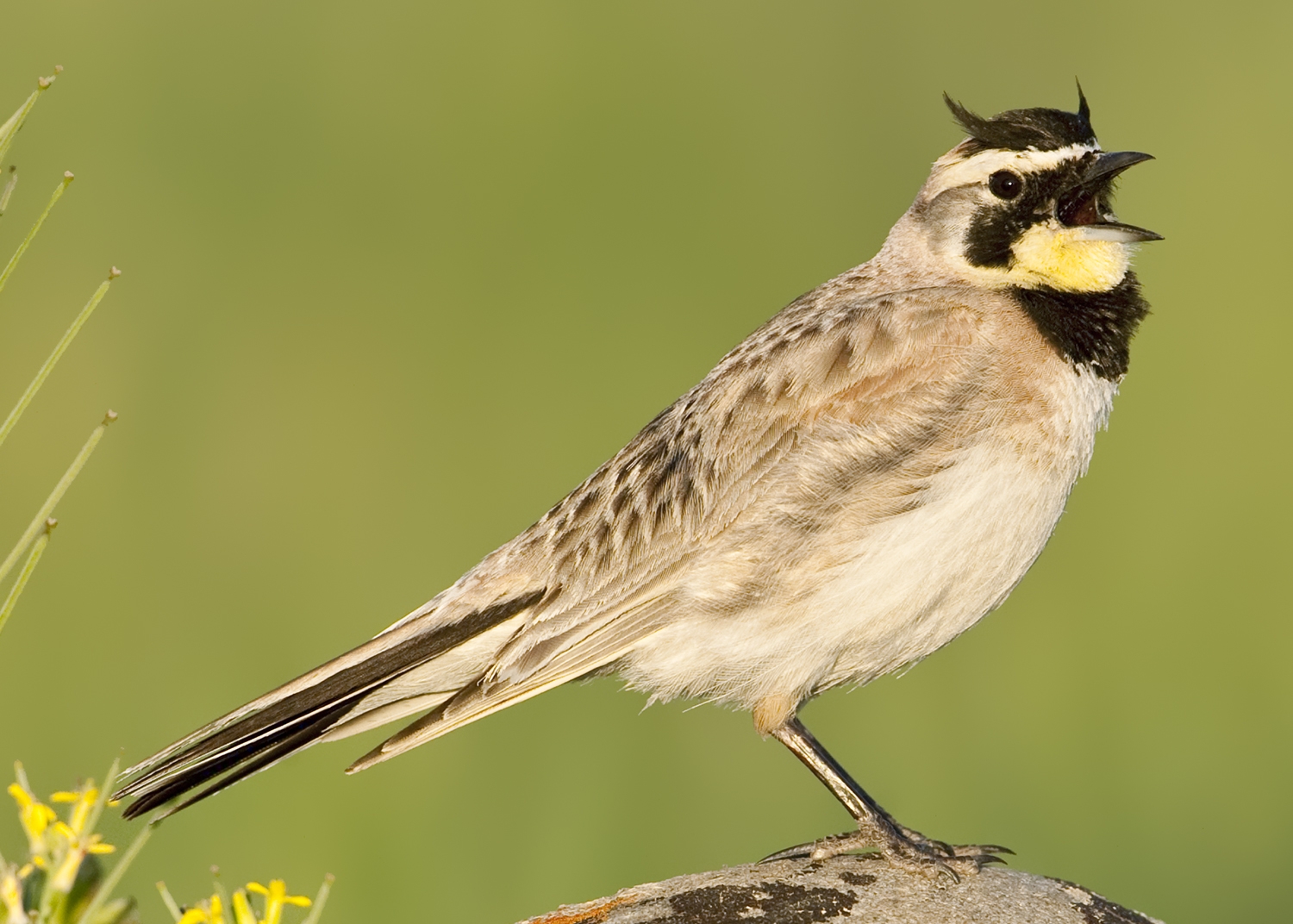 horned lark male perched on a rock singing