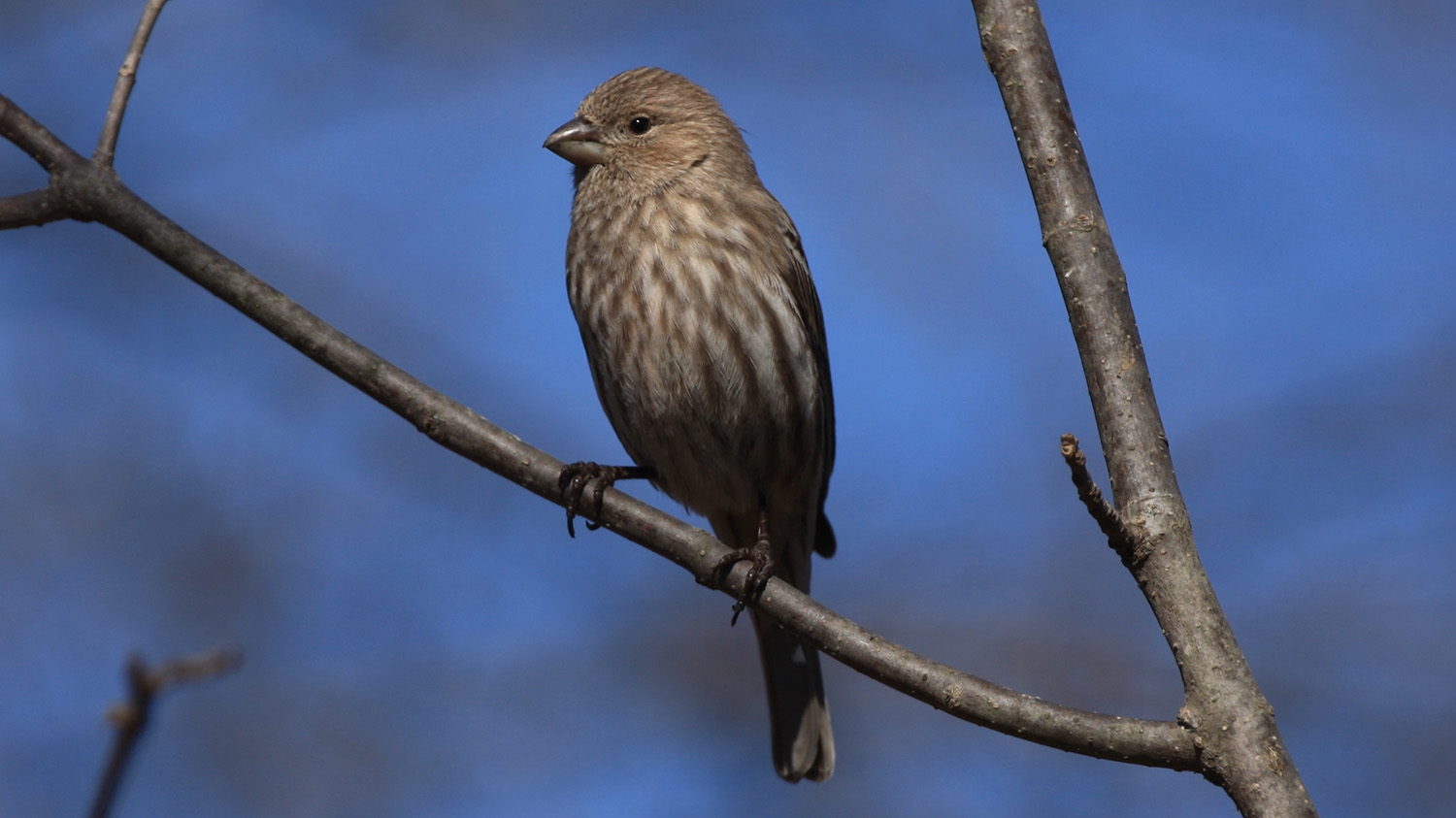 house finch (Haemorhous mexicanus) female