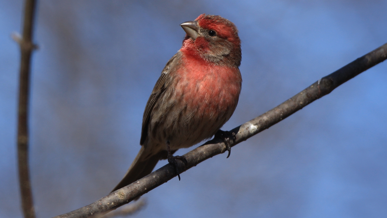 house finch (Haemorhous mexicanus) [male] {nonnative}