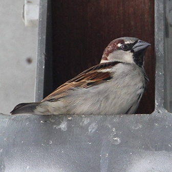 WABHouseSparrowMale.JPG