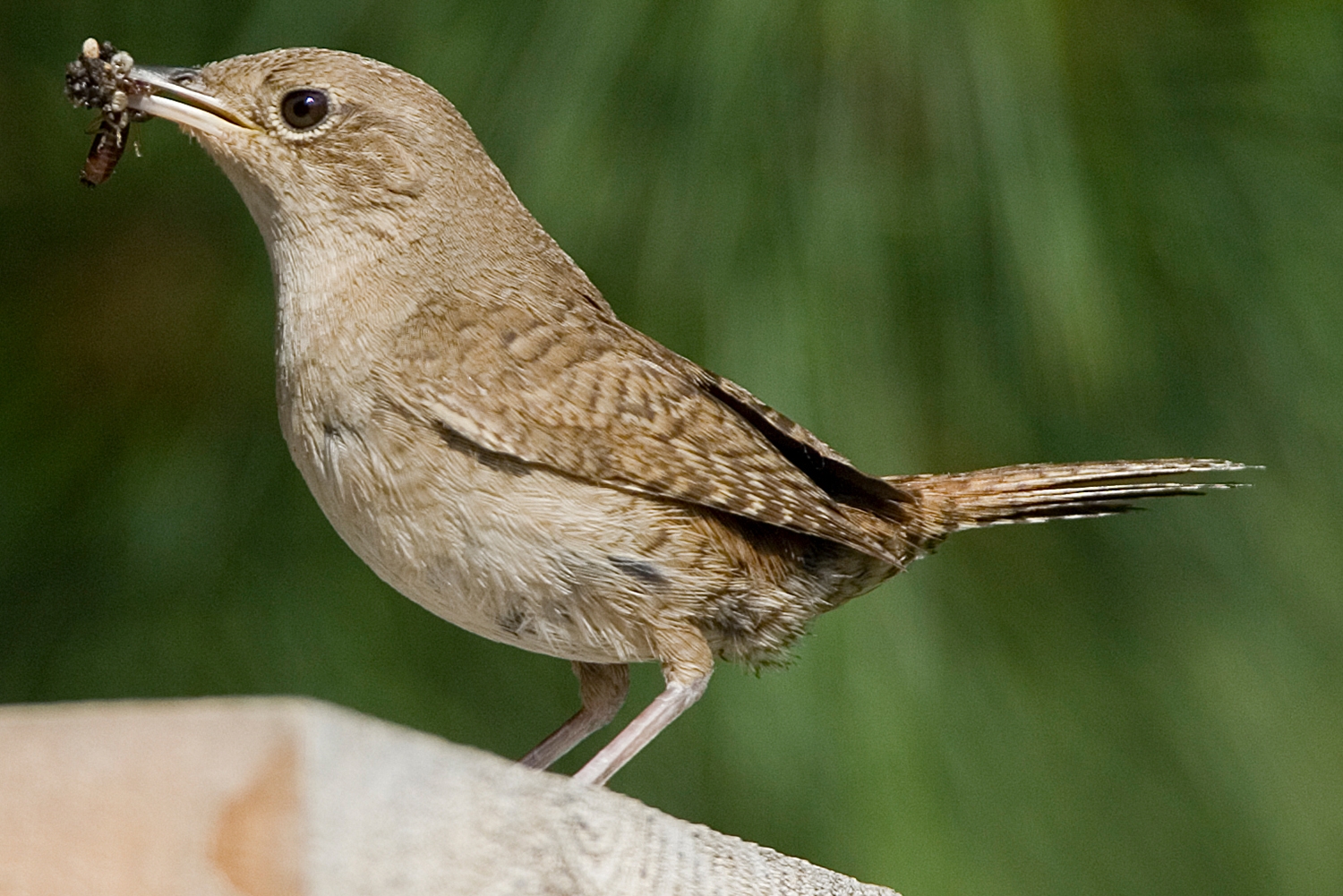 WABHouseWren-MKR.jpg