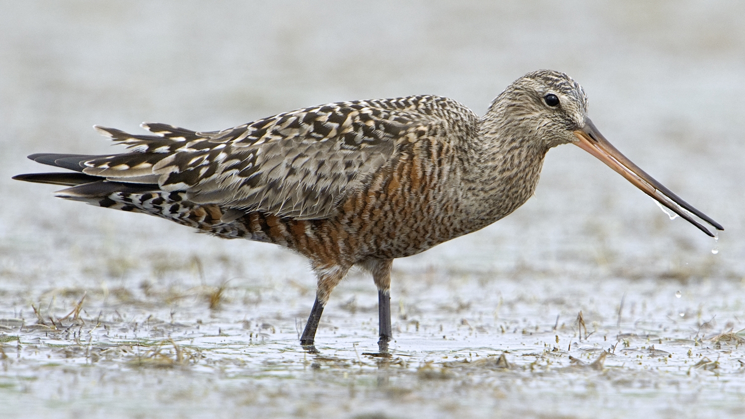 WABHudsonianGodwit-P5.jpeg