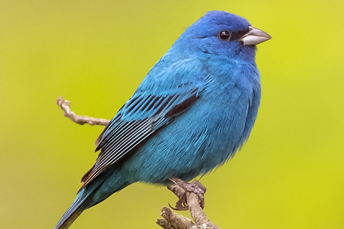 female indigo bunting