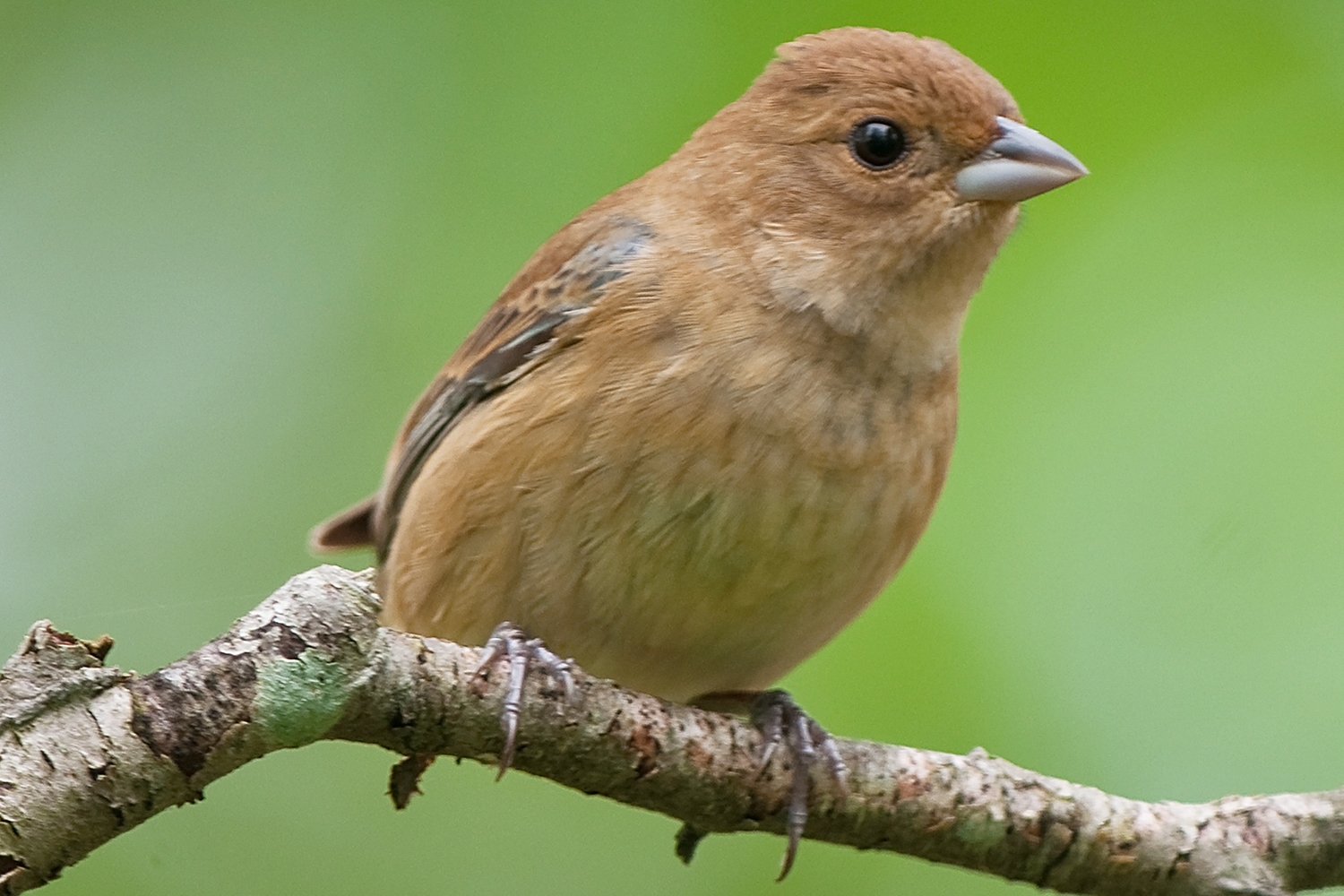 indigo bunting (Passerina cyanea) female