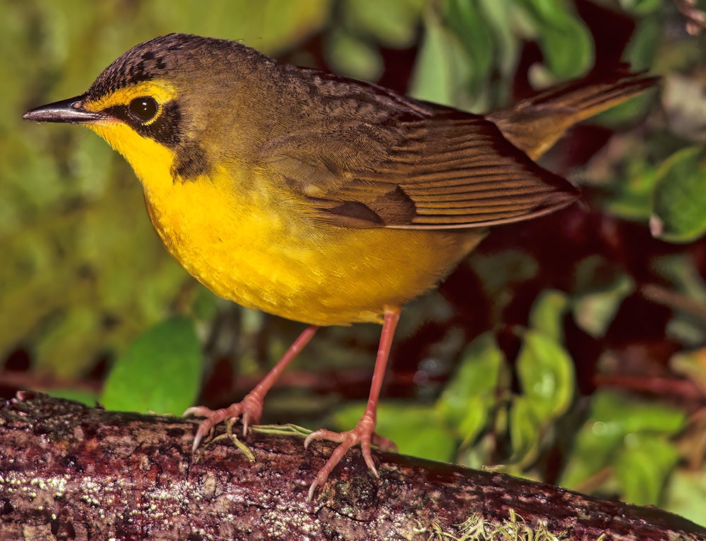 Kentucky warbler (Geothlypis formosa) [female]