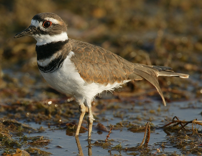 WABKilldeer.JPG