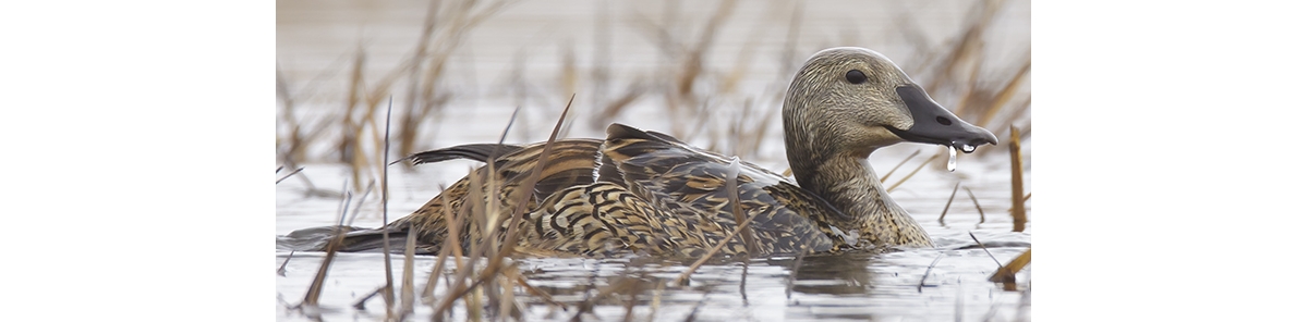 king eider