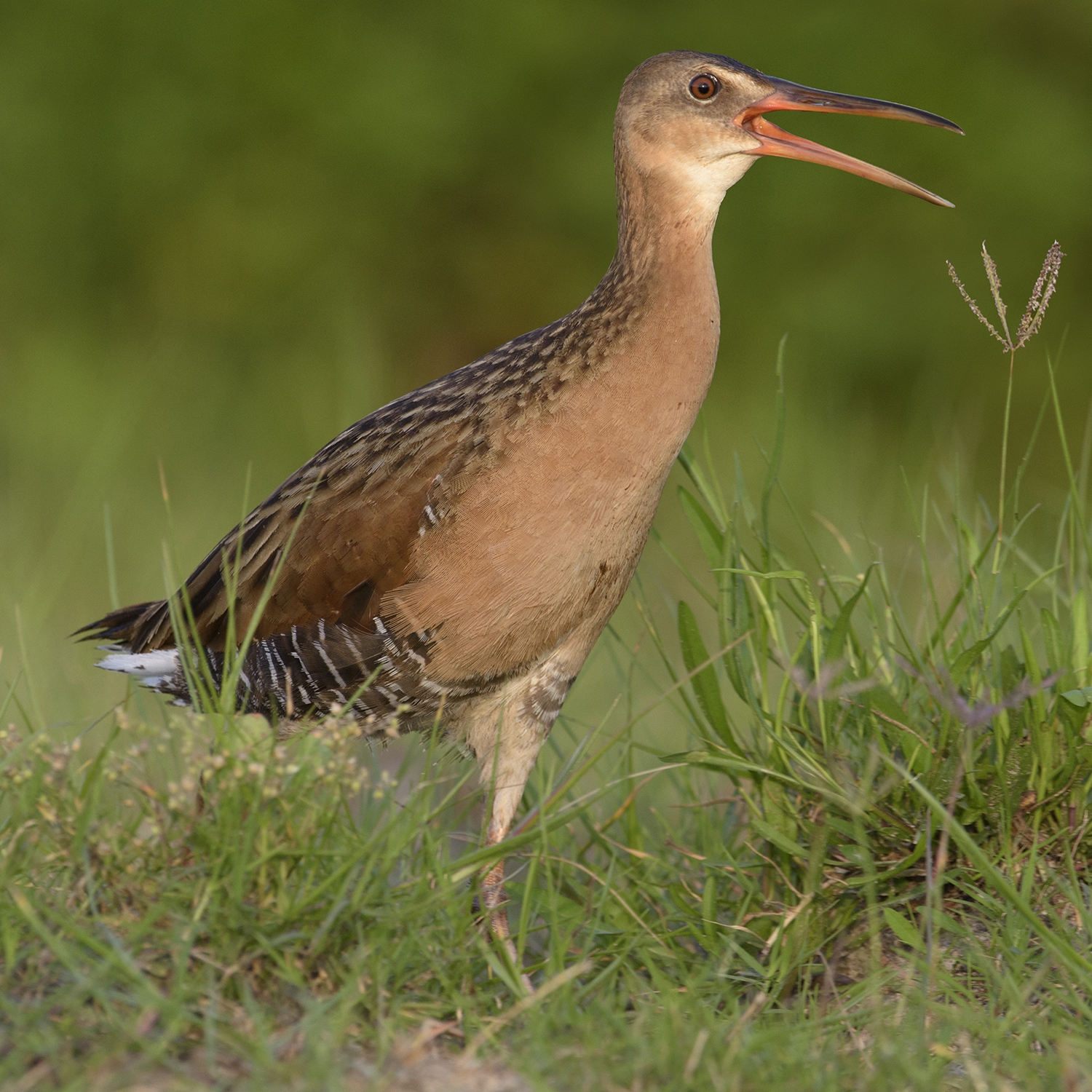 king rail (Rallus elegans)