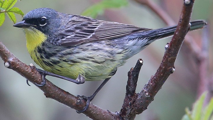 WABKirtlandsWarbler-BT.jpg