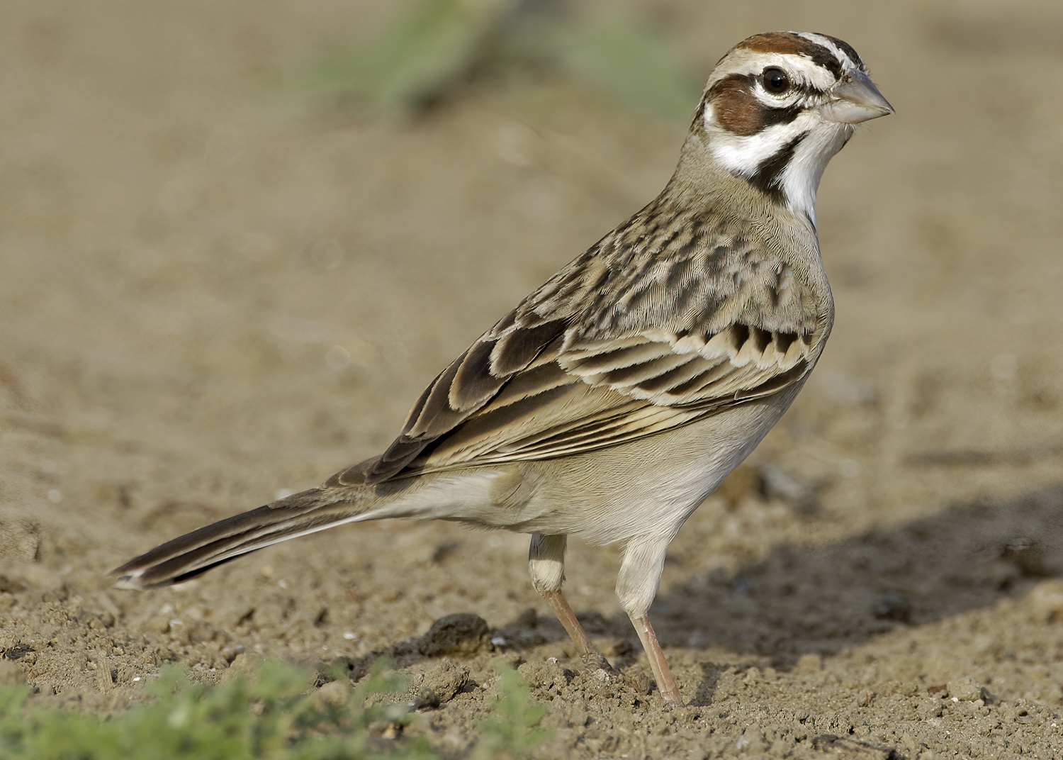 lark sparrow on the ground