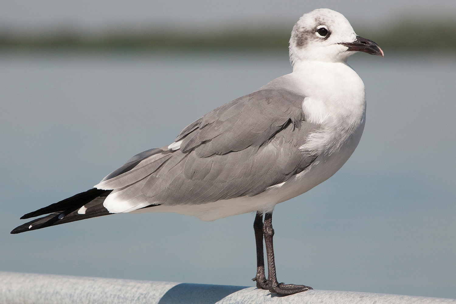 WABLaughingGull-MKR.jpg