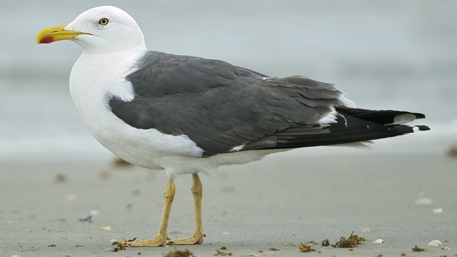 lesser black-backed gull standing on a sandy beach