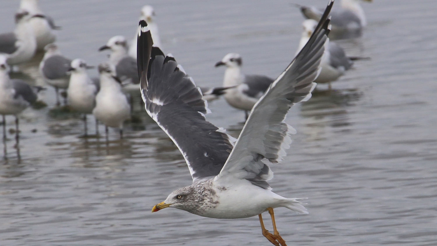 Lesser Black-backed Gull - Aransas, Texas