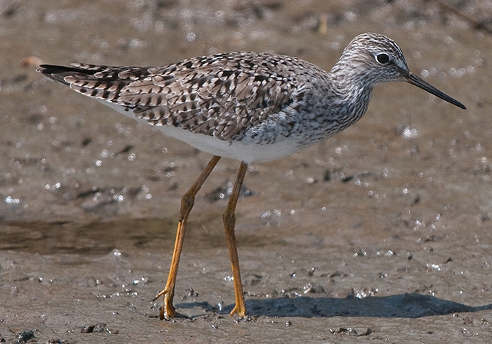 WABLesserYellowlegs-DWB.jpg