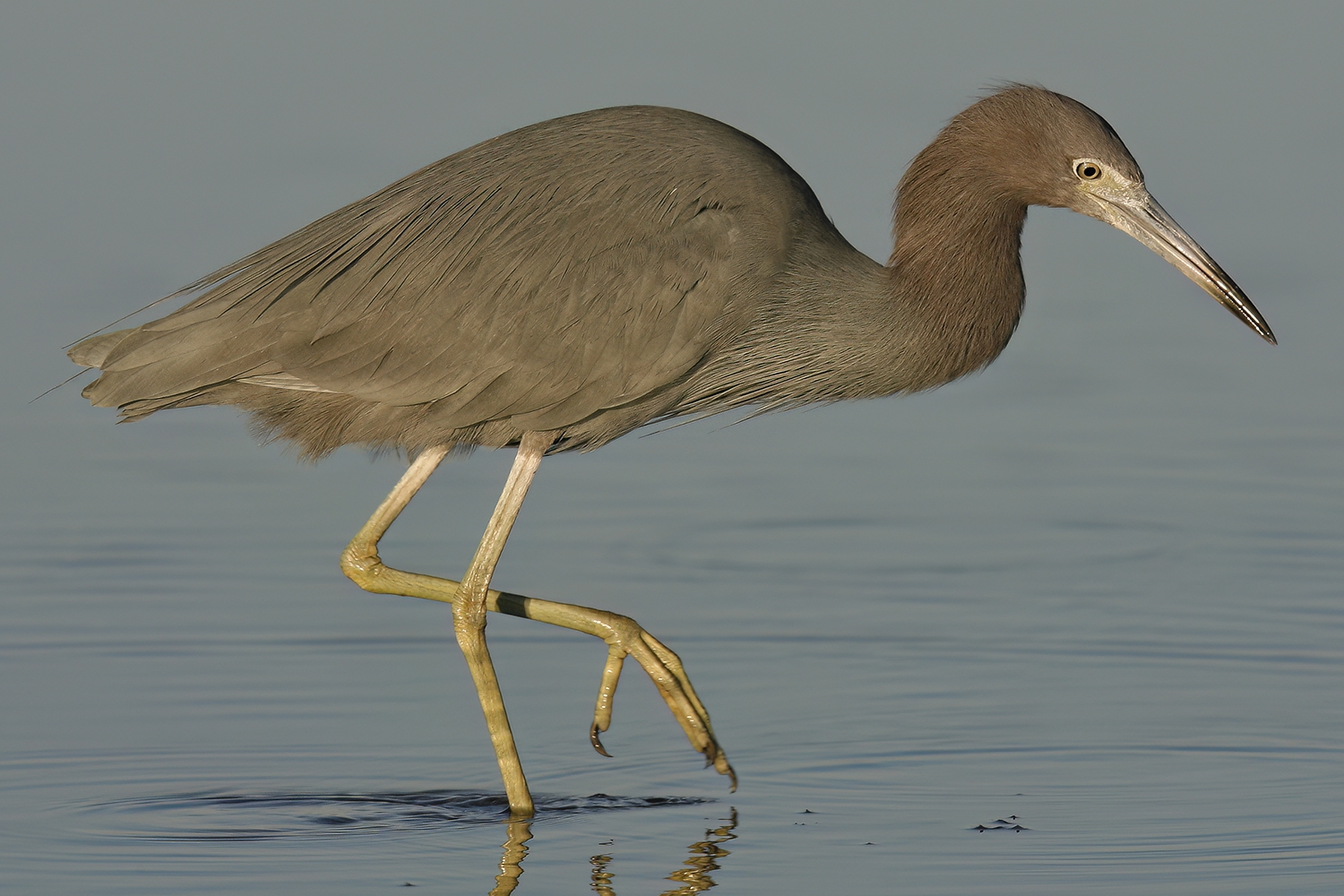 WABLittleBlueHeron-DWB.jpg