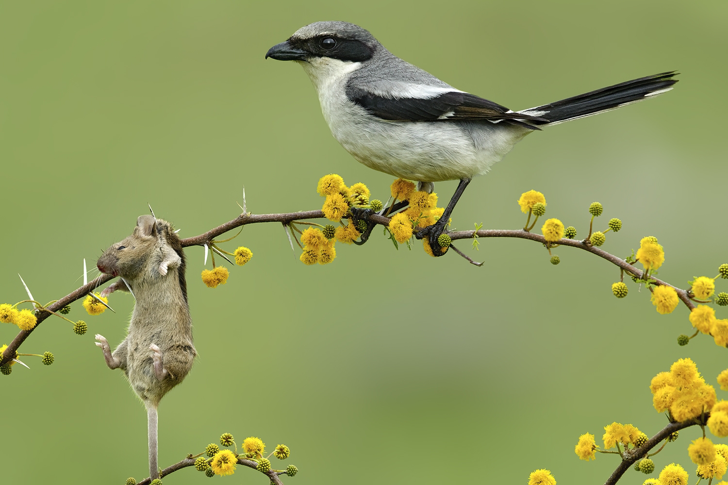 Loggerhead Shrike (Lanius ludovicianus)