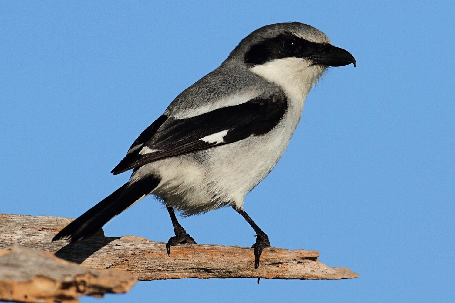 loggerhead shrike (Lanius ludovicianus) [state endangered] Photo provided by SteveByland/pond5.com