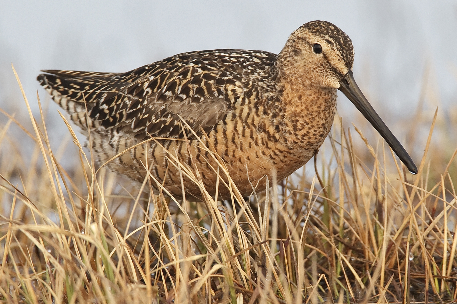 WABLongbilledDowitcher-BT.jpg