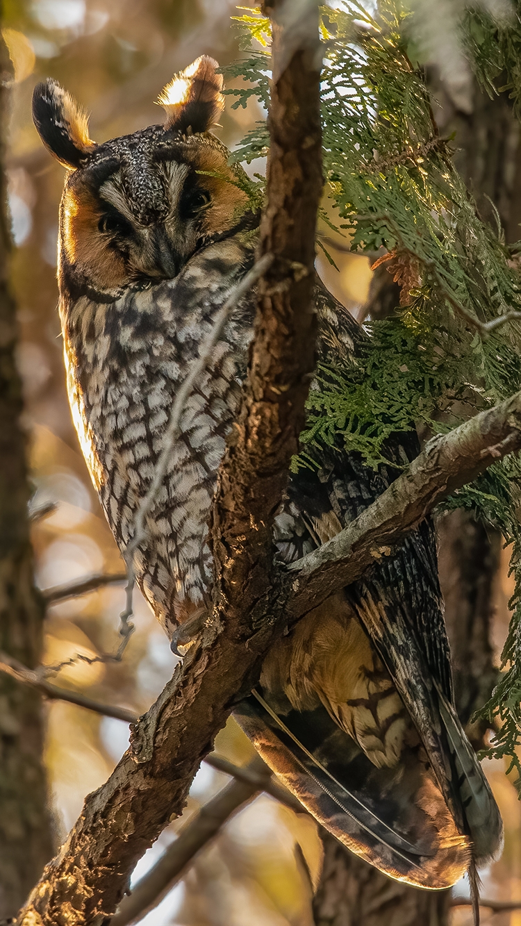Long-Eared Owl