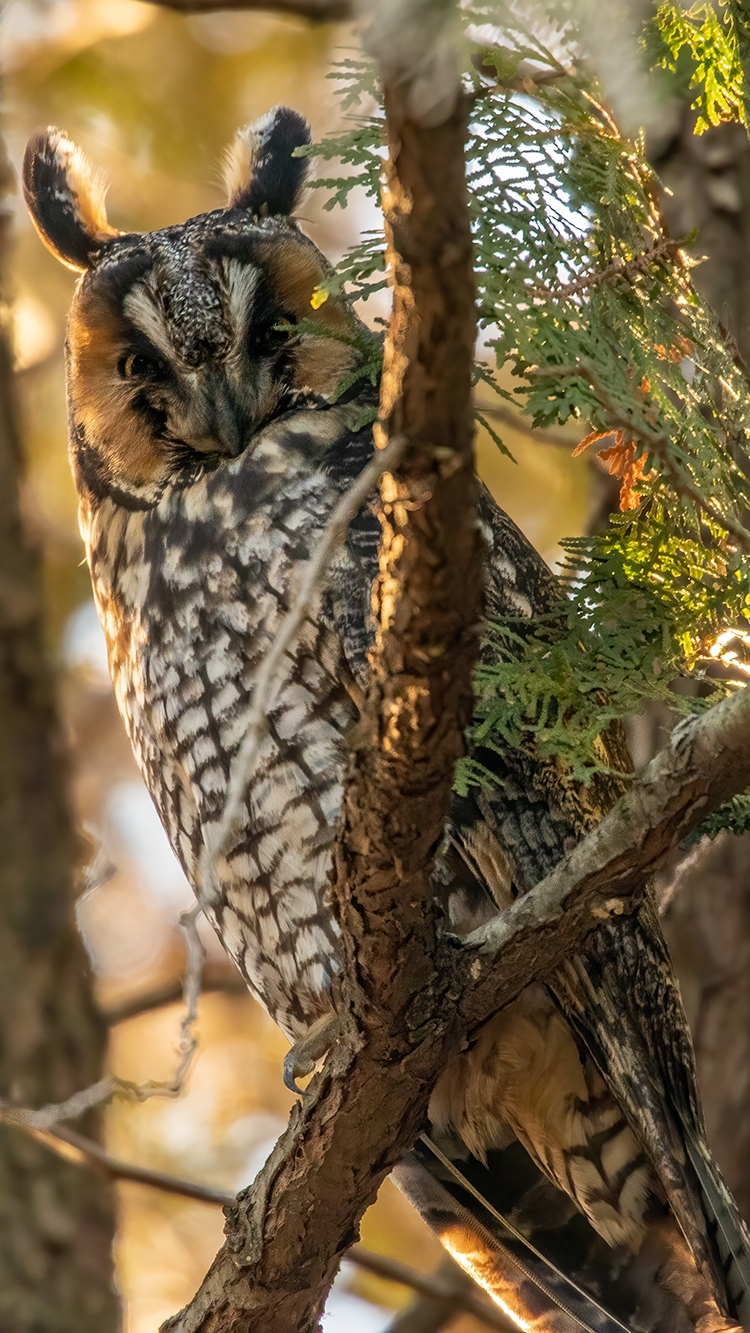 long-eared owl