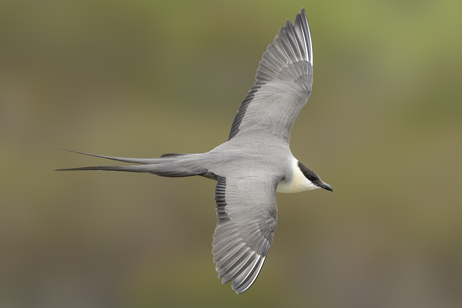 long-tailed jaeger (Stercorarius longicaudus)