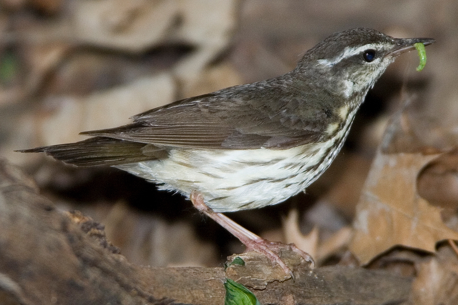 Louisiana waterthrush (Parkesia motacilla) Photo © Mary Kay Rubey