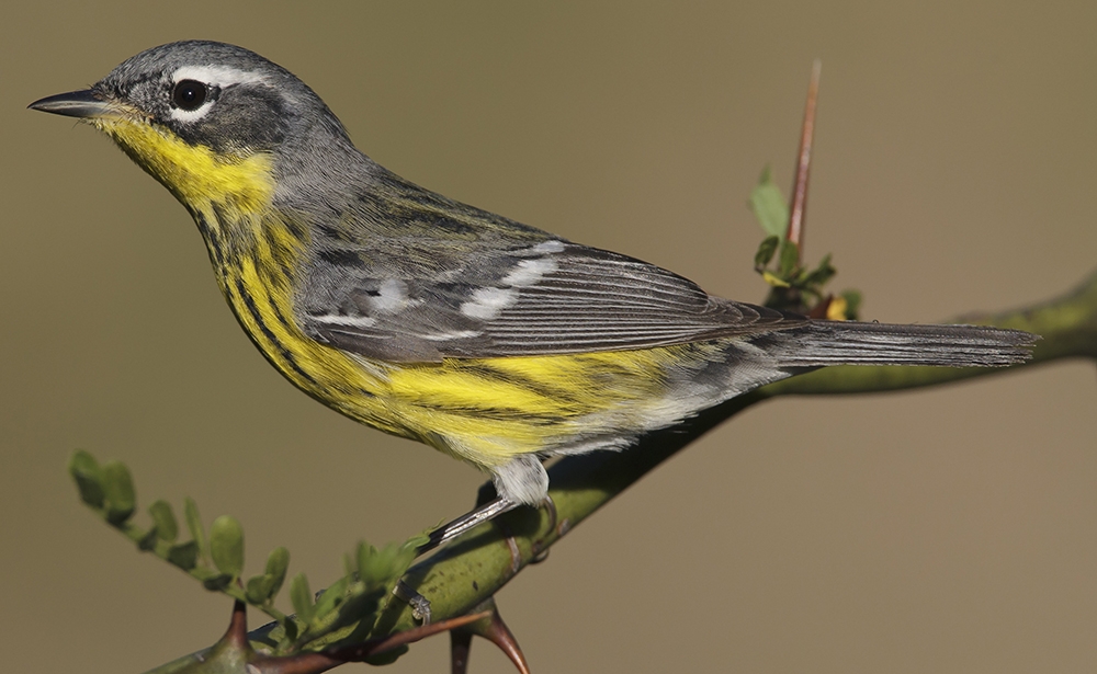 magnolia warbler (Setophaga magnolia) [female]