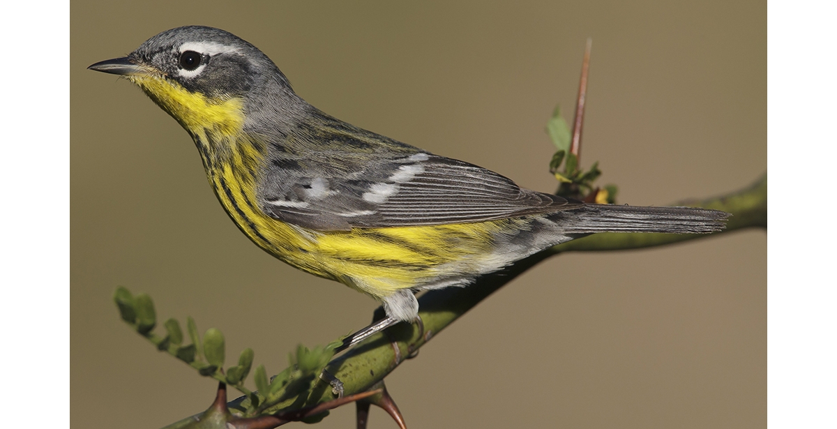 Female Magnolia Warbler Magnolia Warbler Facts, Diet, Habitat