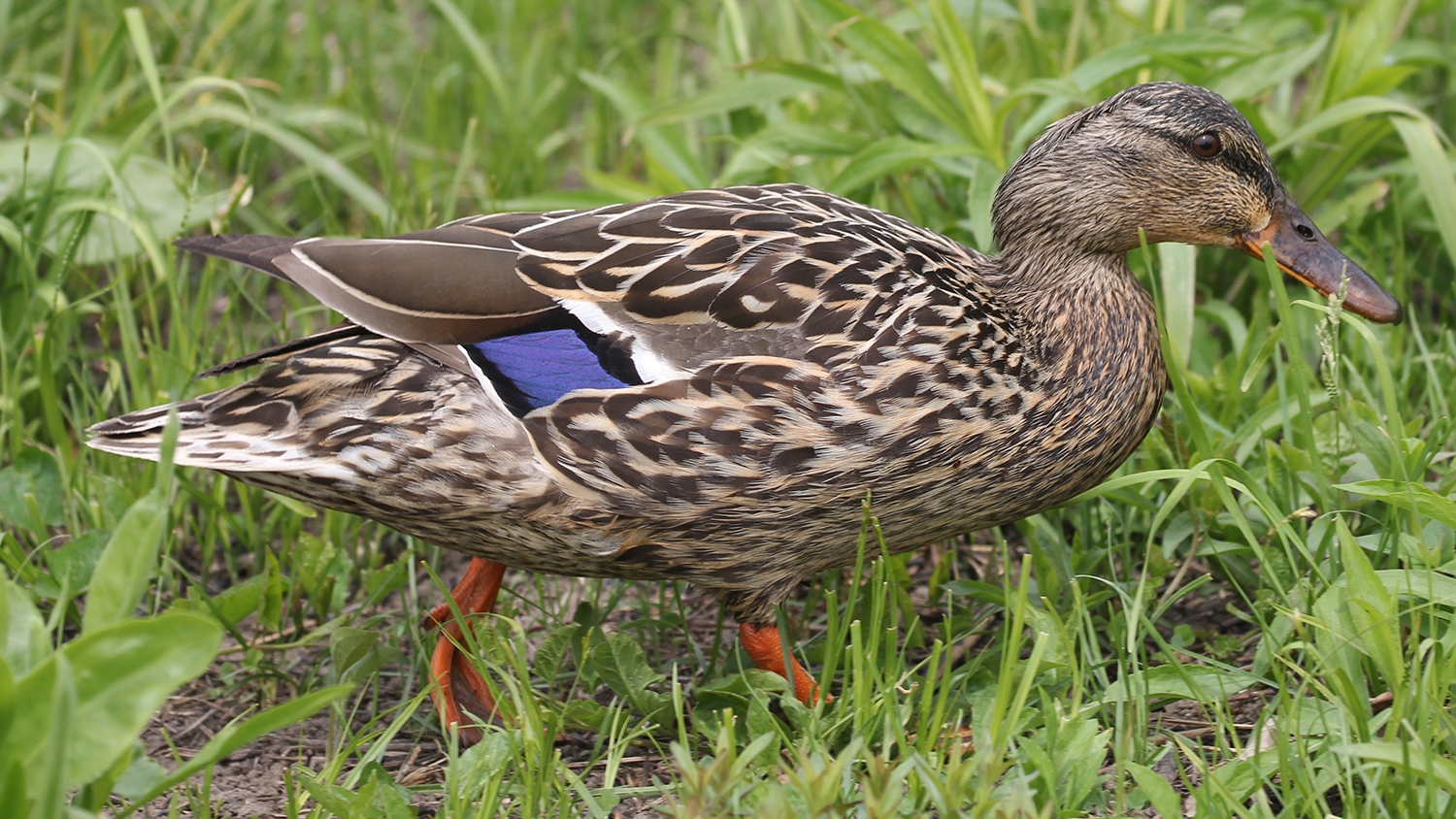 Mallard female