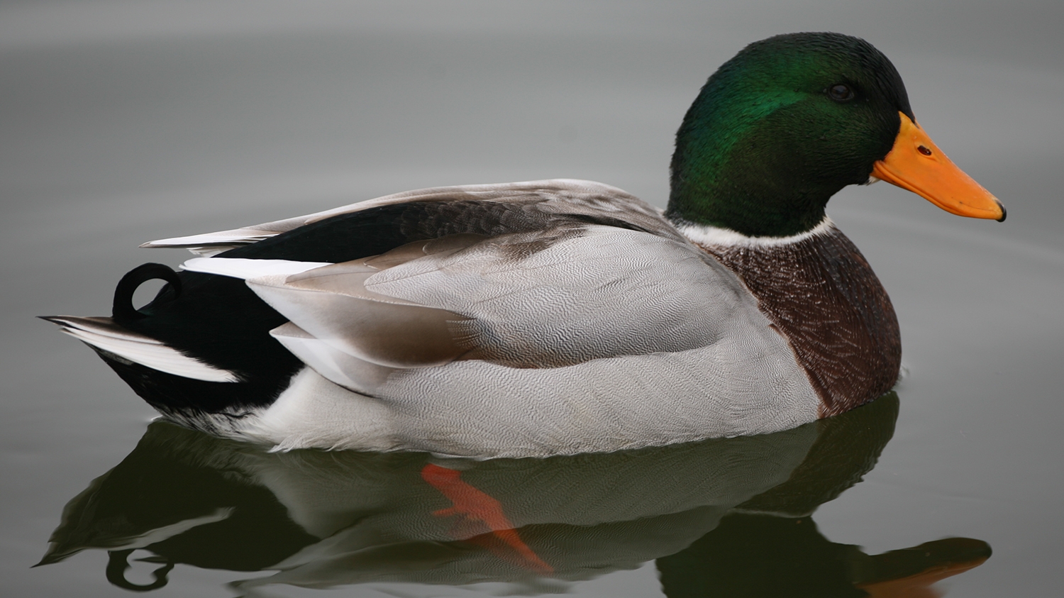 Mallard male