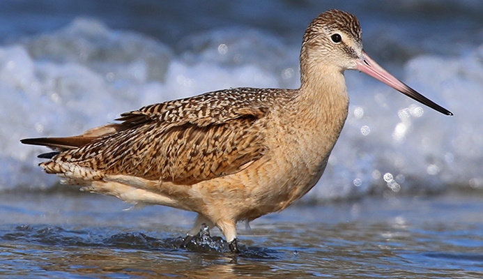 WABMarbledGodwit-BT.jpg