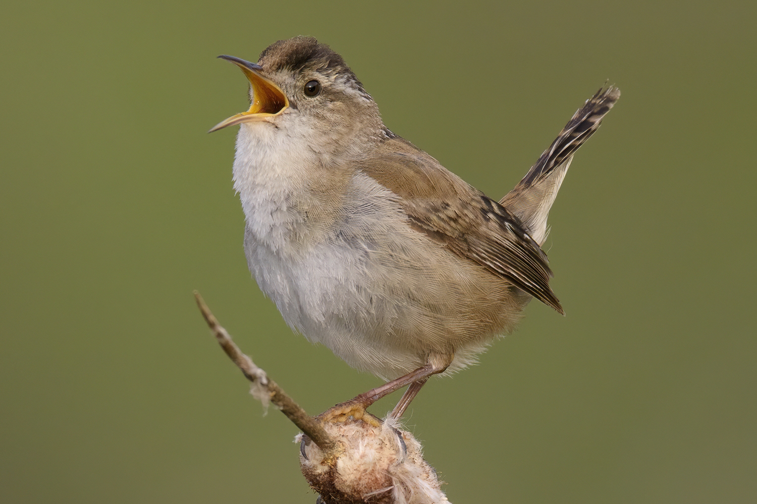 WABMarshWren-BT.jpg