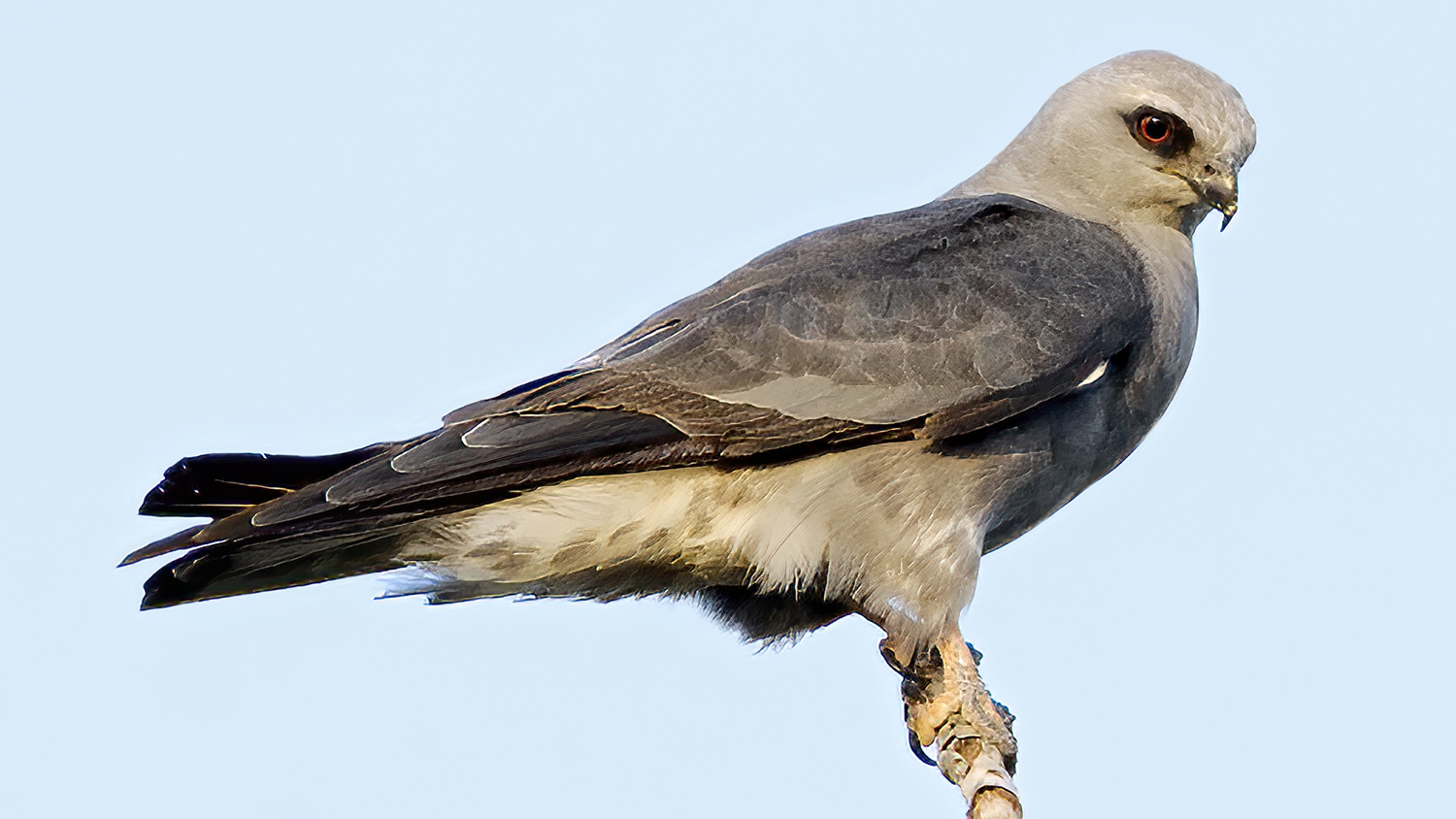 Mississippi kite perched on a branch