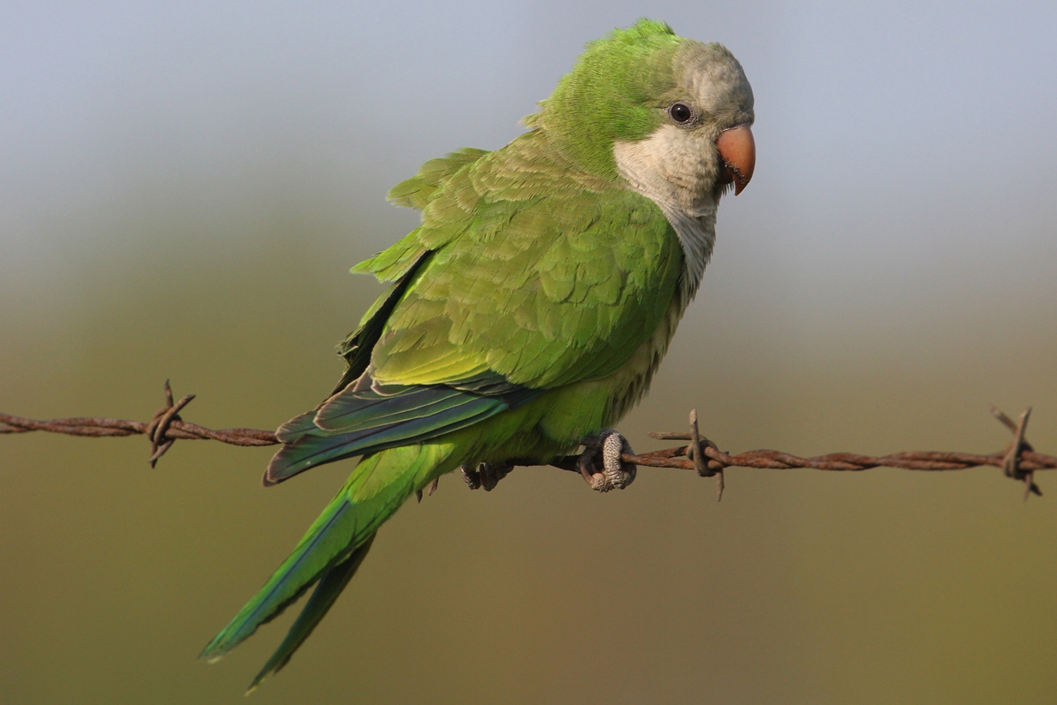 WABMonkParakeet-BT.jpg