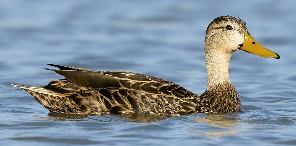 mottled duck (Anas fulvigula) Photo © Alan Murphy Photography